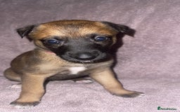 Mixed Breed dogs for sale: Belgian Malinois X Greyhound   - Image 15