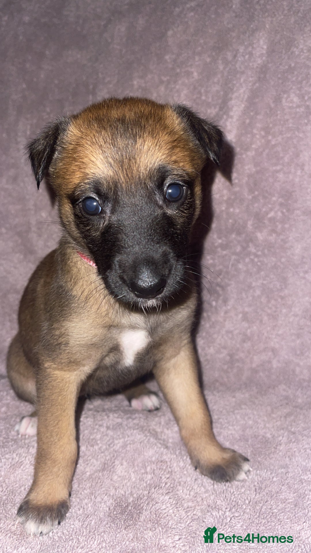 Mixed Breed dogs for sale: Belgian Malinois X Greyhound   - Image 15