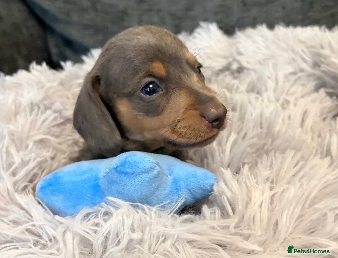 Miniature Dachshund dogs for sale: KC registered miniature dachshund pups smooth coat - Advert 13