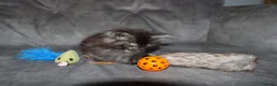Maine Coon cats for sale: XL Polydactyl Black Smoke Maine Coon - Advert 6