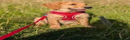 Golden Retriever dogs for sale: Waiting list open  - Advert 25