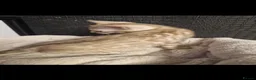 Bengal cats for sale: TICA Genetic Health Tested Kittens - Advert 34