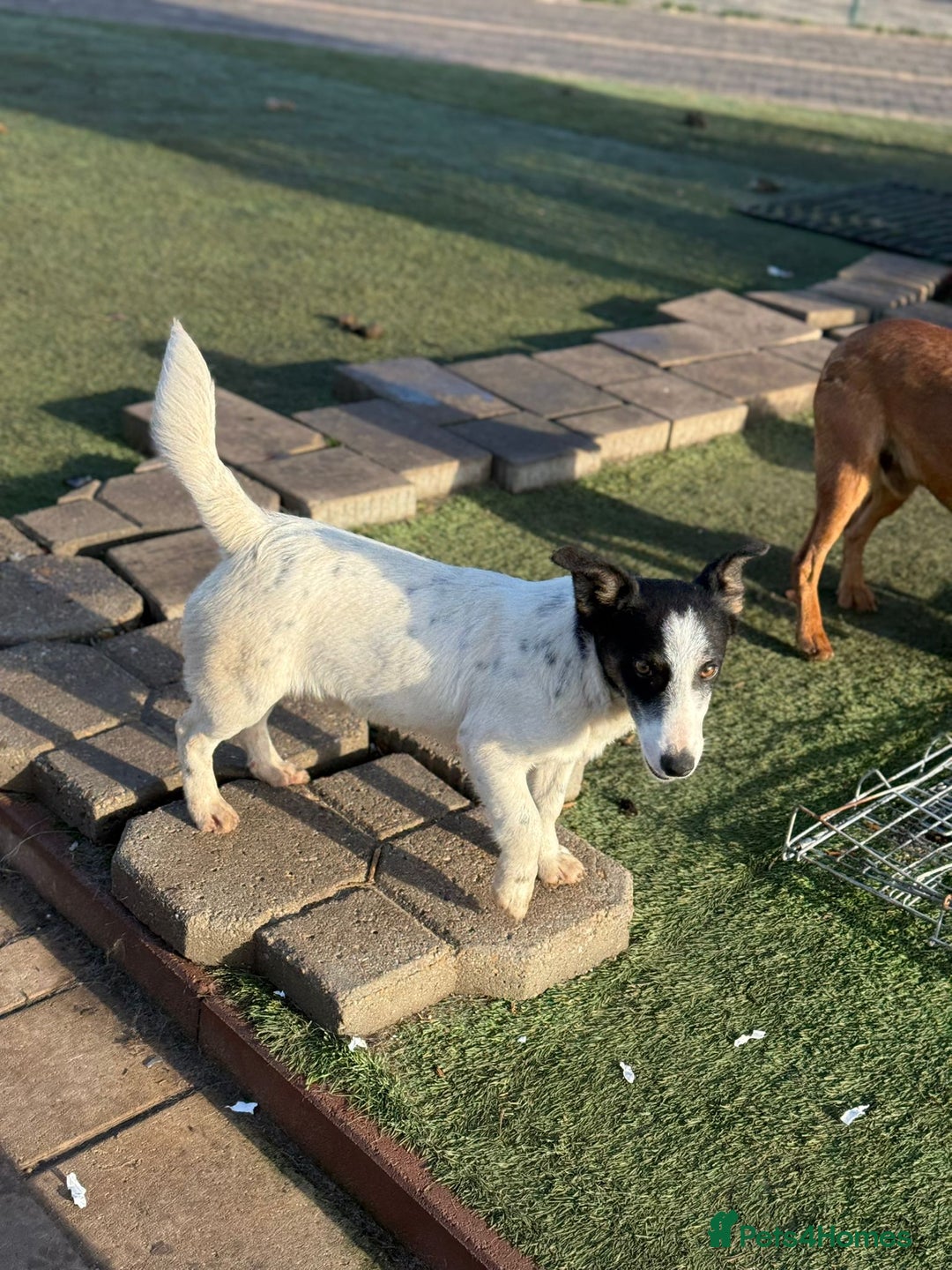 Mixed Breed dogs for adoption: Gorgeous little Andor looking for love - Advert 3