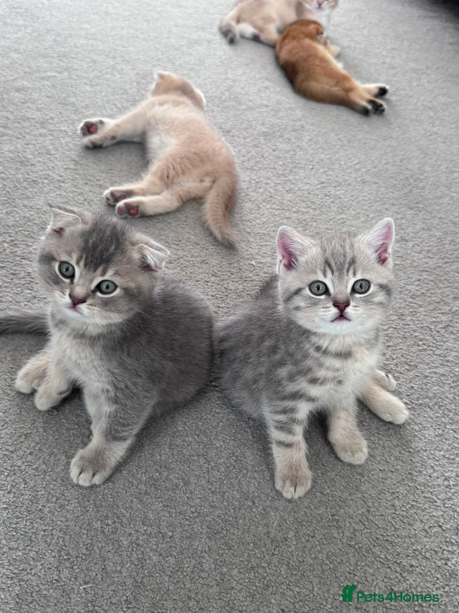 Scottish Fold cats Full Pedigree Beautiful Scottish Fold Kittens tica - Advert 1