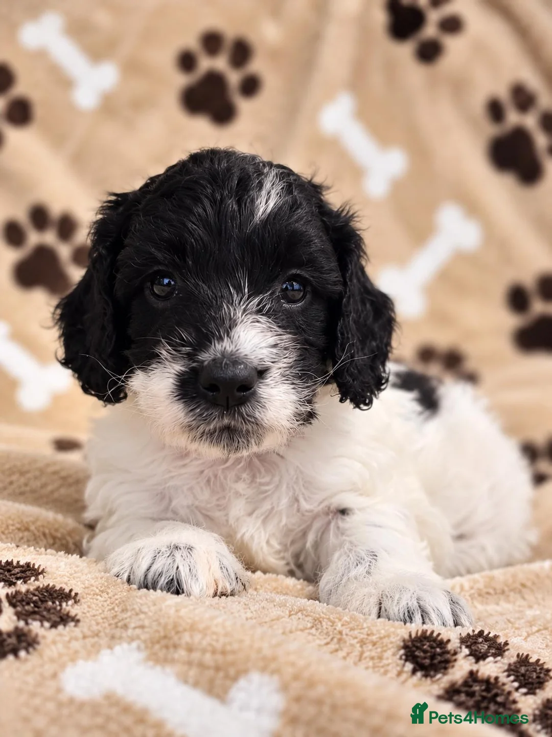 Cockapoo dogs for sale: Cockapoo in Burnley - Advert 8