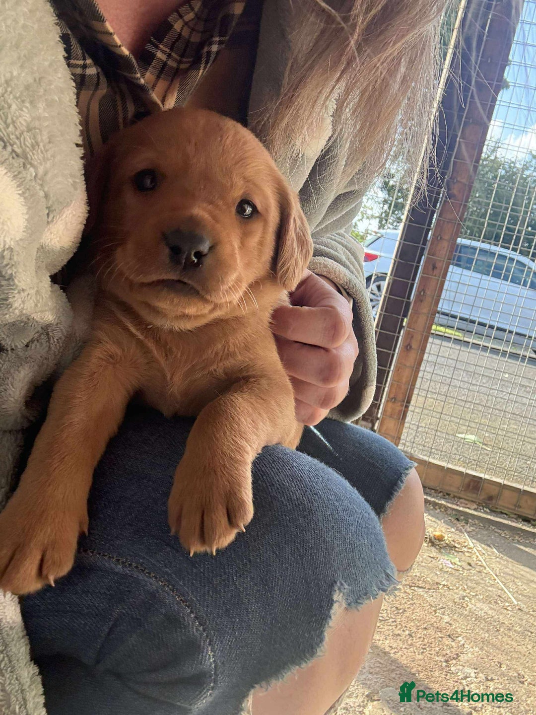 Labrador Retriever dogs for sale: STUNNING LITTER OF DARK FOX RED LABRADOR PUPPIES - Image 3