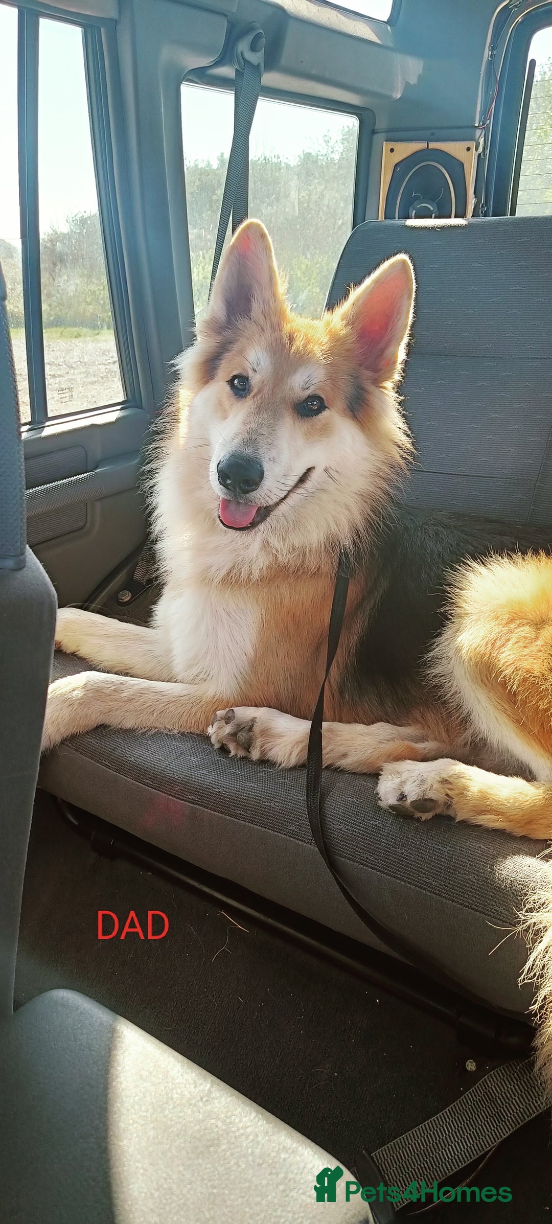 German Shepherd dogs for sale: German shepherd puppies 2boys/2girs  - Image 5