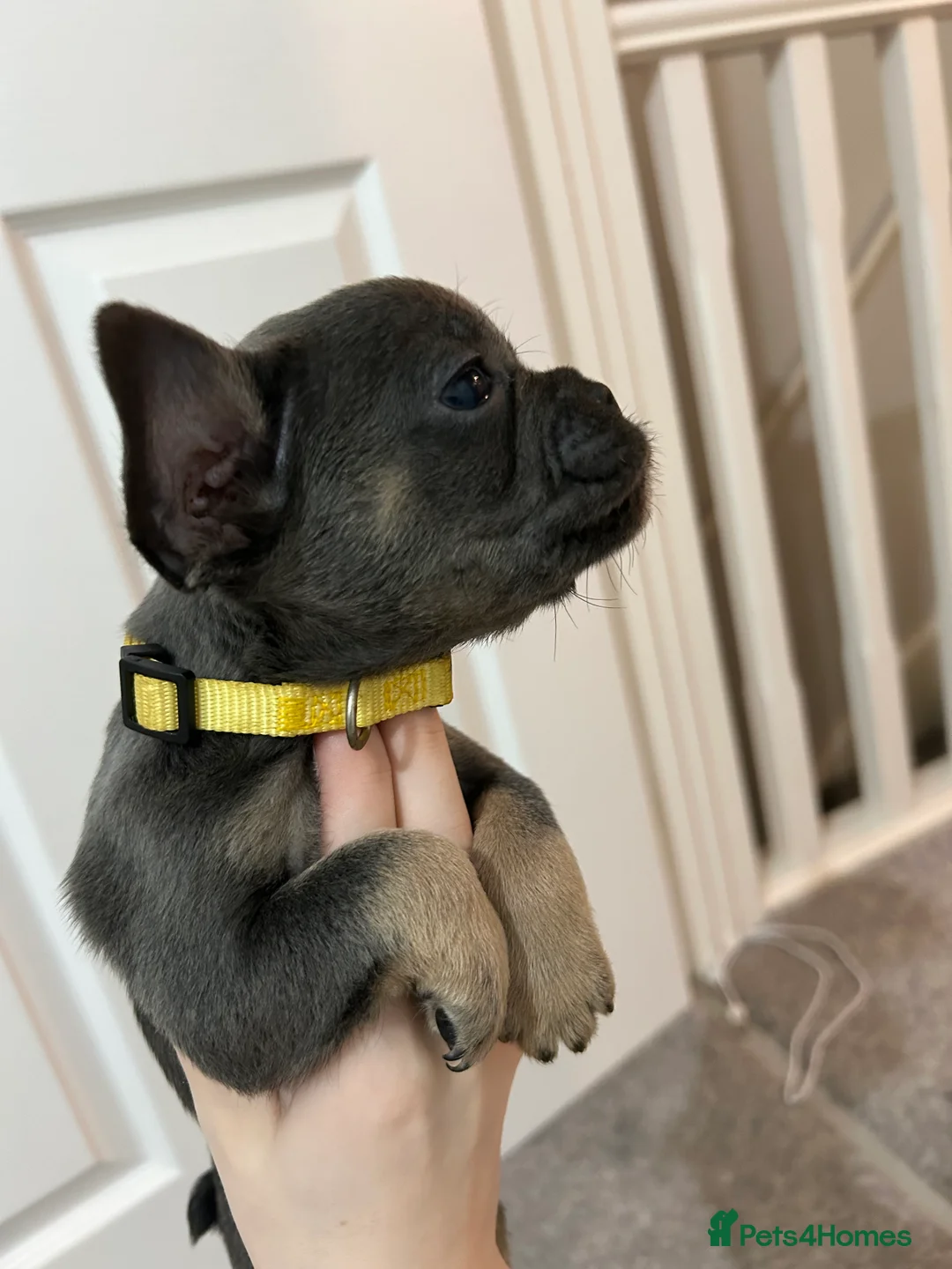 French Bulldog dogs for sale: FLUFFY PINK ISABELLA BLUE TAN KC REGISTERED  - Advert 15