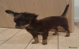 Russian Toy Terrier dogs for sale: Purebred Russian Toy long-haired - Image 13