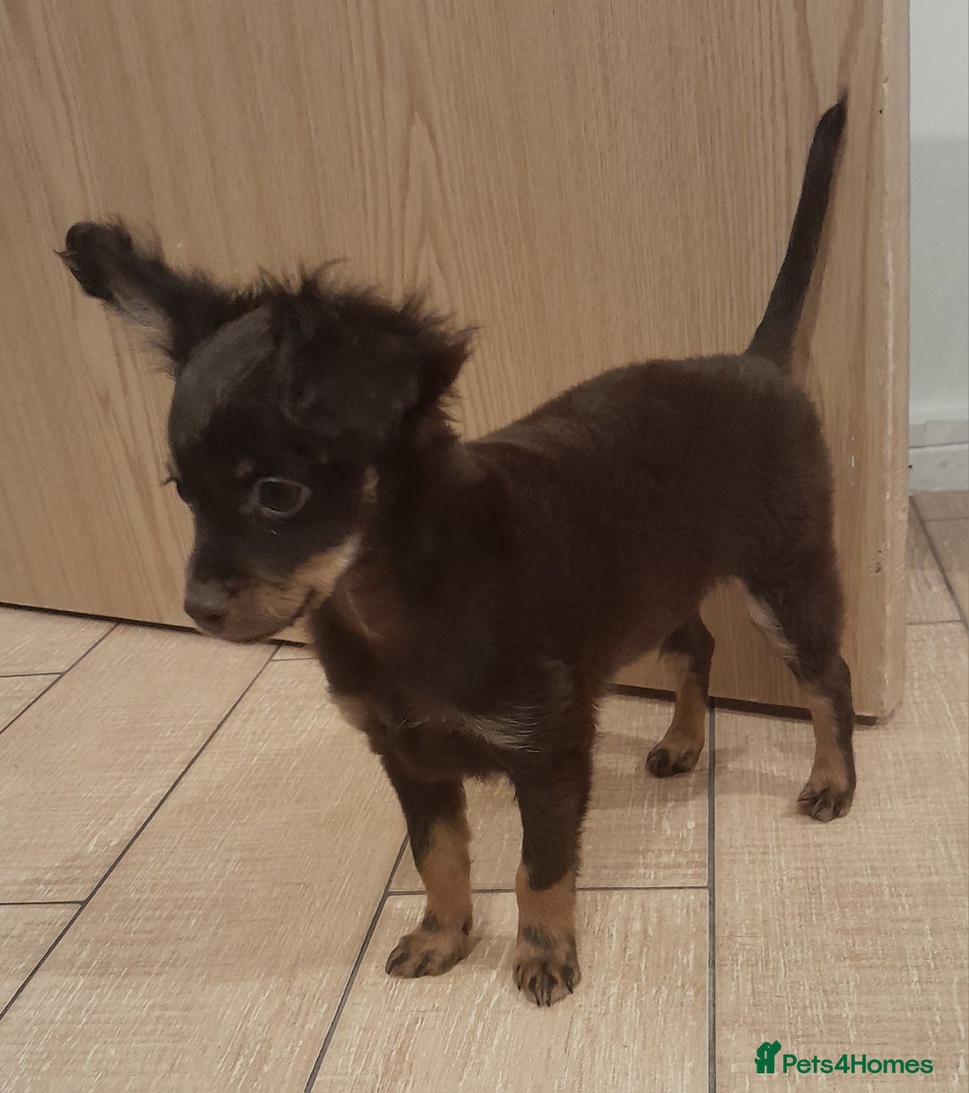 Russian Toy Terrier dogs for sale: Purebred Russian Toy long-haired - Image 13