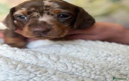 Miniature Dachshund dogs for sale: 3 boys and 1 girl  - Image 6
