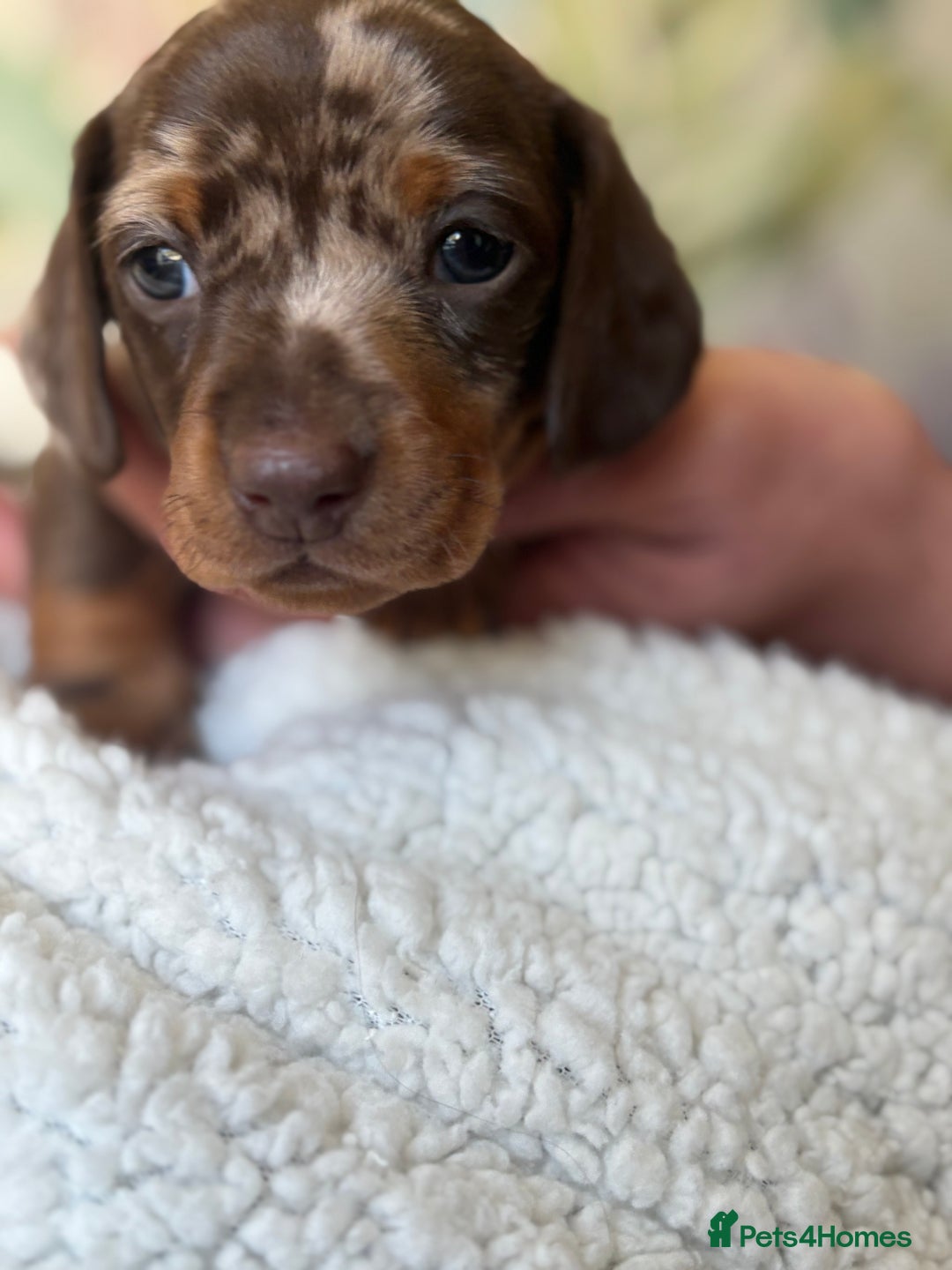 Miniature Dachshund dogs for sale: 3 boys and 1 girl  - Image 6