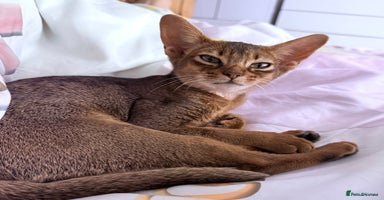 Abyssinian cats - Advert 1