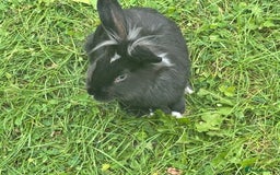 Dutch rabbits for sale: Male Lionhead rabbit and Male European rabbit  - Image 1