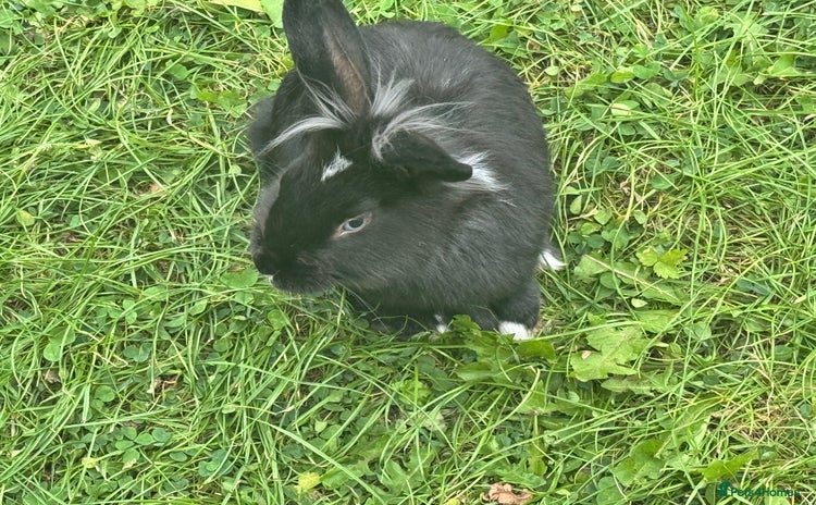 Dutch rabbits - Advert 2