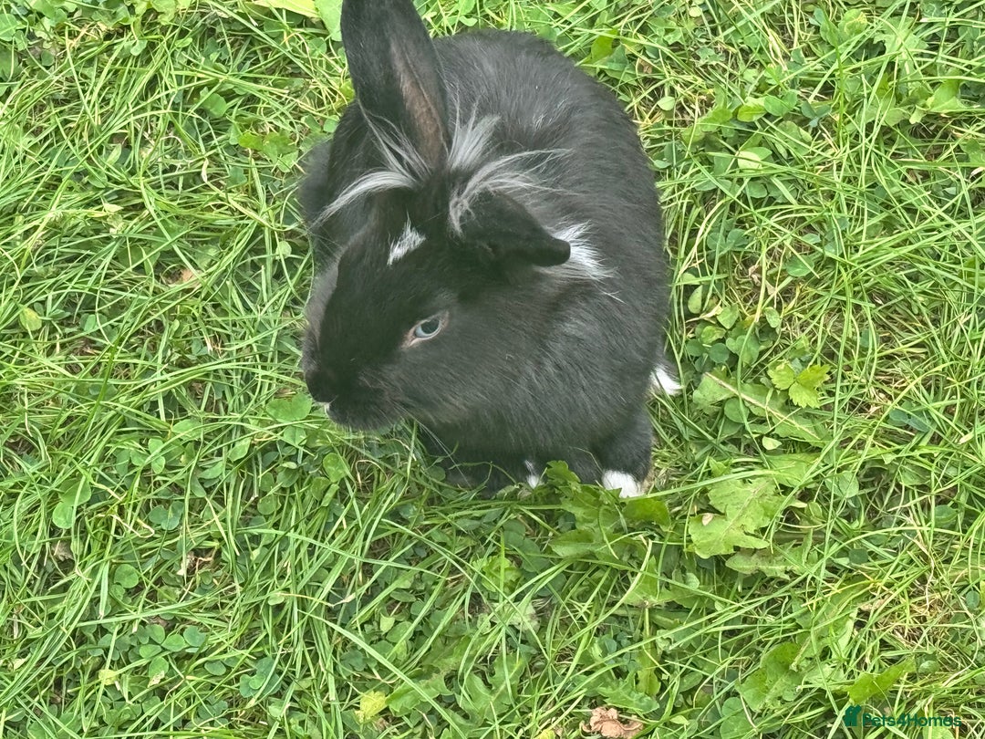Dutch rabbits for sale: Male Lionhead rabbit and Male European rabbit  - Image 1