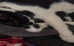 British Shorthair cats for sale: A black and white kitten  - Image 4