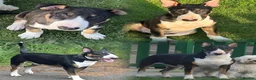 English Bull Terrier dogs for stud: Tri coloured bull terrier for studding (CHAOS) in Cowdenbeath - Advert 2