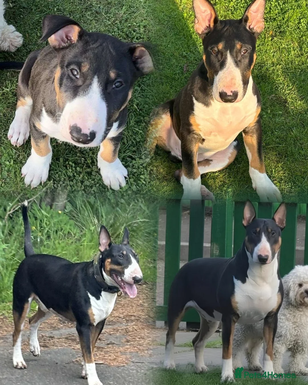 English Bull Terrier dogs for stud: Tri coloured bull terrier for studding (CHAOS) in Cowdenbeath - Advert 2