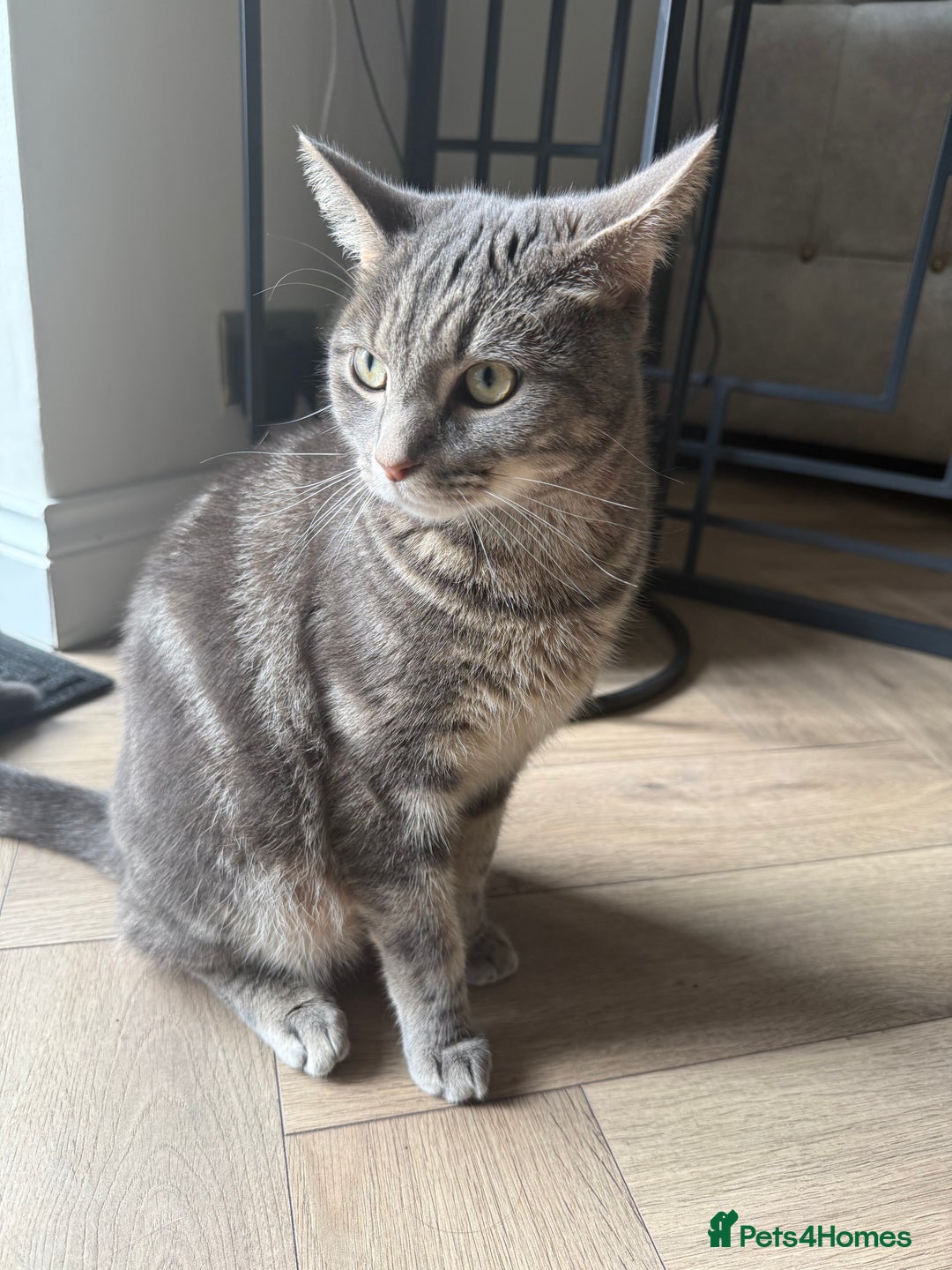 Abyssinian cats for sale: Adorable tabby cat  - Image 2