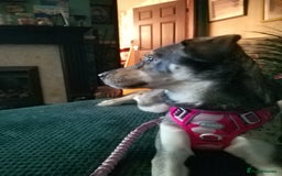 Mixed Breed dogs for sale: Husky x Labrador Retriever - Image 11
