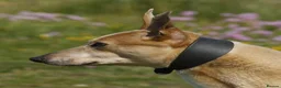 Greyhound dogs for sale: Woody | Greyhound  **  in Aberystwyth - Advert 5