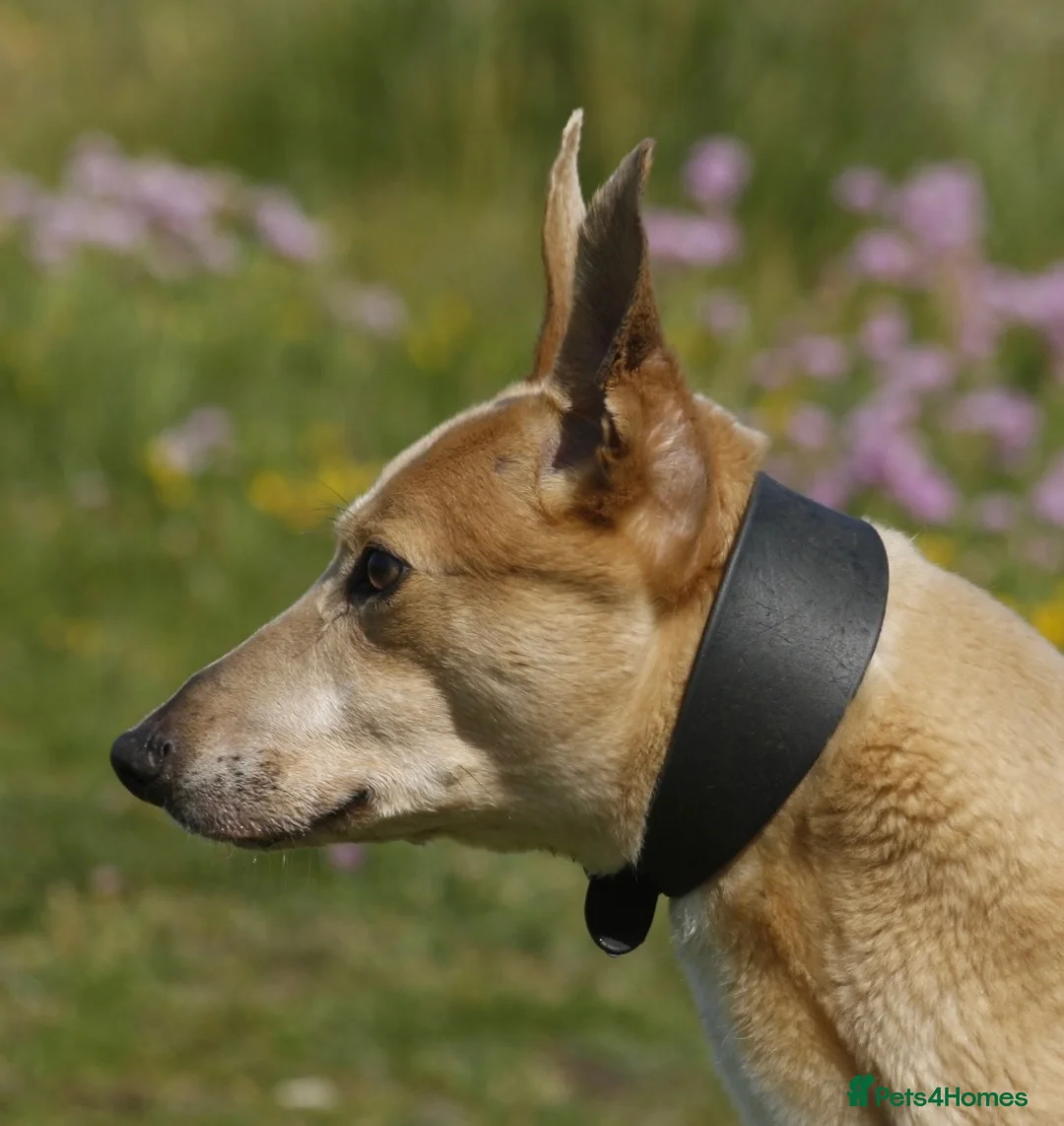 Greyhound dogs for sale: Woody | Greyhound  **  in Aberystwyth - Advert 5