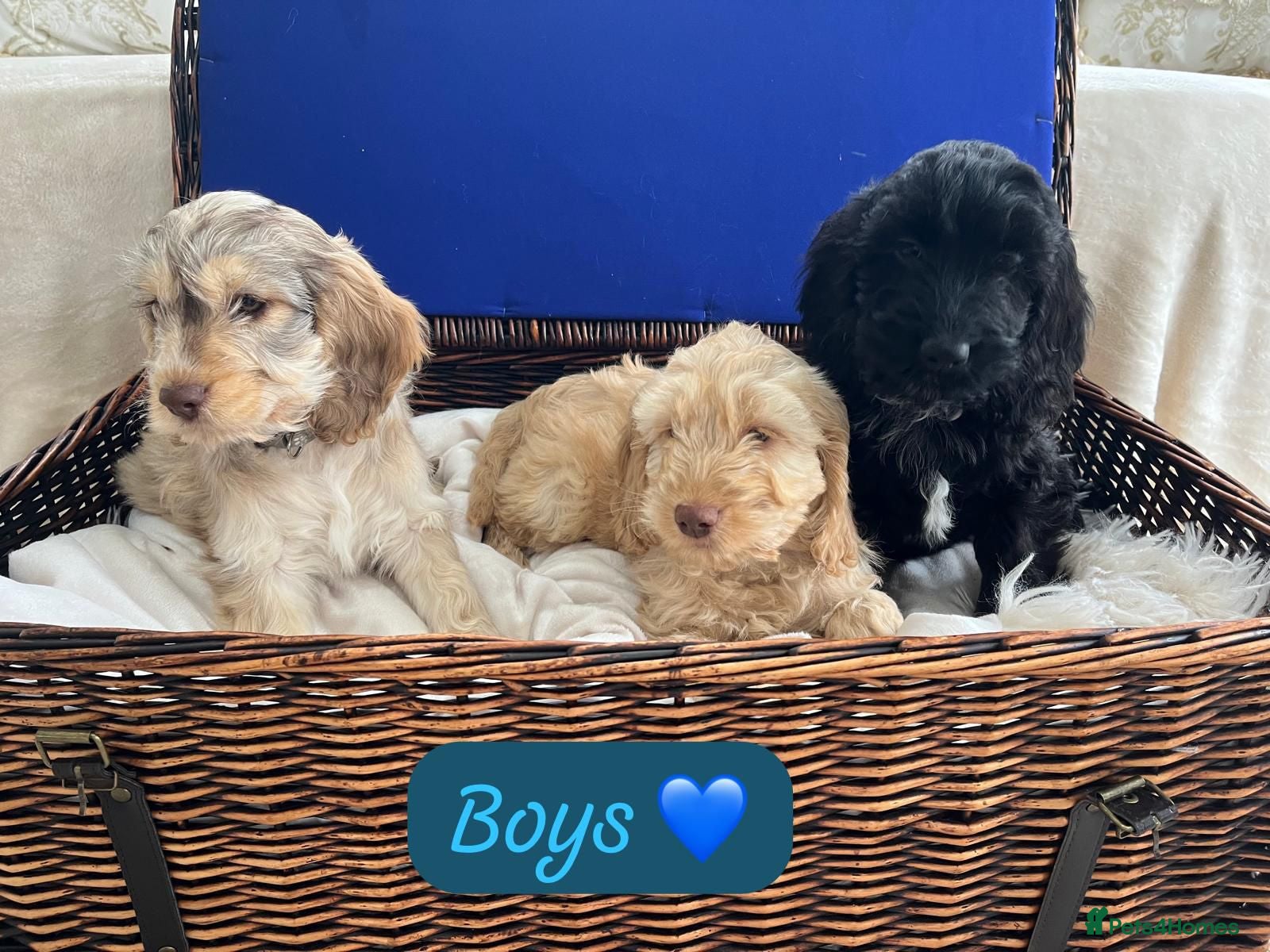 Cockapoo dogs F1 Cockapoo Puppies 3 BOYS READY TO LEAVE - Advert 13