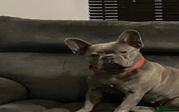 French Bulldog dogs for sale: female French bulldog to good home - Image 1
