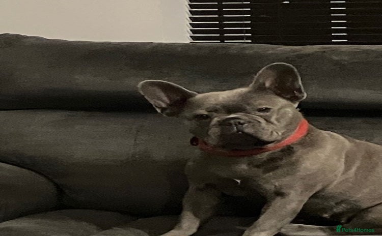 French Bulldog dogs - Advert 4