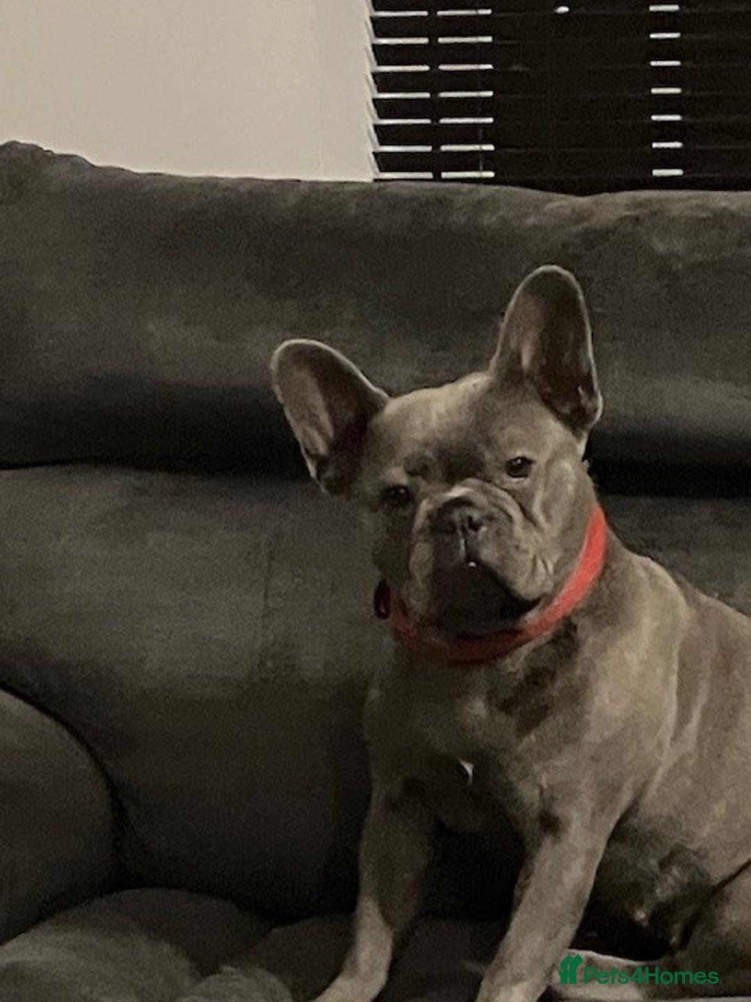 French Bulldog dogs for sale: female French bulldog to good home - Image 1