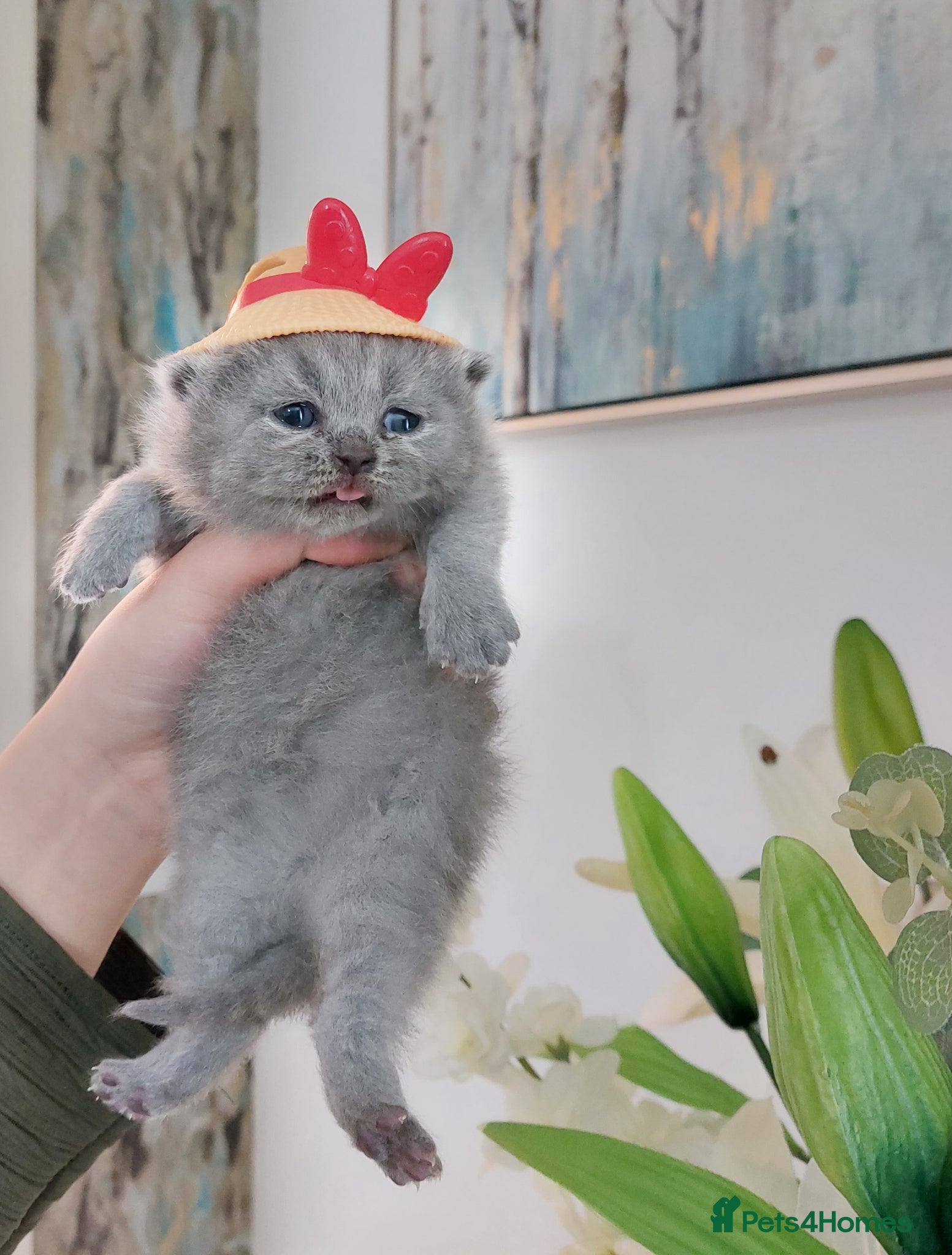 British Shorthair cats 🏆❤️‍🔥IMPECCABLE LAST BABY🌟CHAMPIONS🏆🐻🐾 - Advert 1