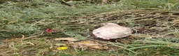 Quail poultry for sale: Mixed Colour Male Coturnix Quails - Advert 6
