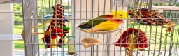 Lovebirds birds for sale: Bonded pair of lovebirds  - Advert 1