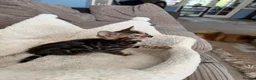 Bengal cats for sale: TICA pure breed Bengal kittens available.  - Advert 3