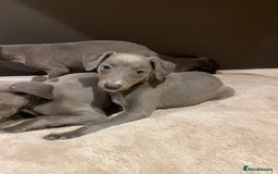 Whippet dogs for sale: 6 gorgeous blue whippet puppies  - Image 21