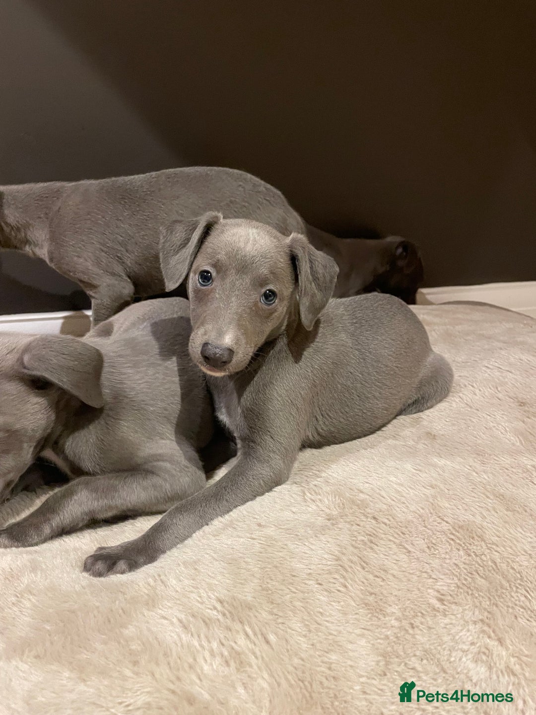 Whippet dogs for sale: 6 gorgeous blue whippet puppies  - Image 21