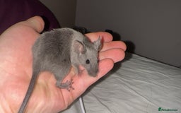 Mouse rodents for sale: Range of different female and male mice  - Image 4