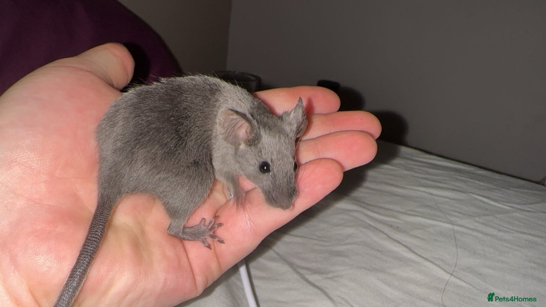 Mouse rodents for sale: Range of different female and male mice  - Image 4