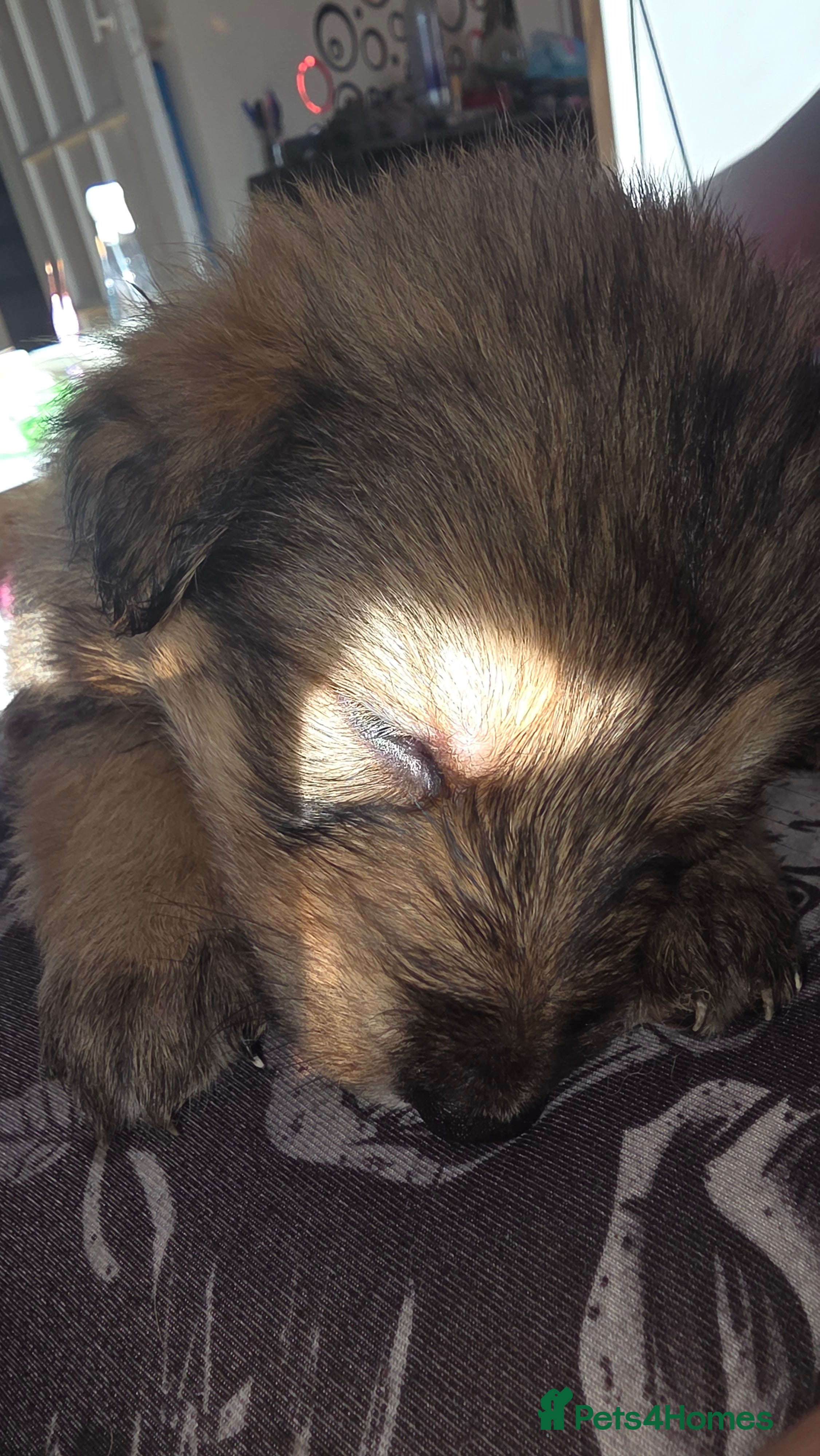 Mixed Breed dogs Shepkitas for sale - Advert 18