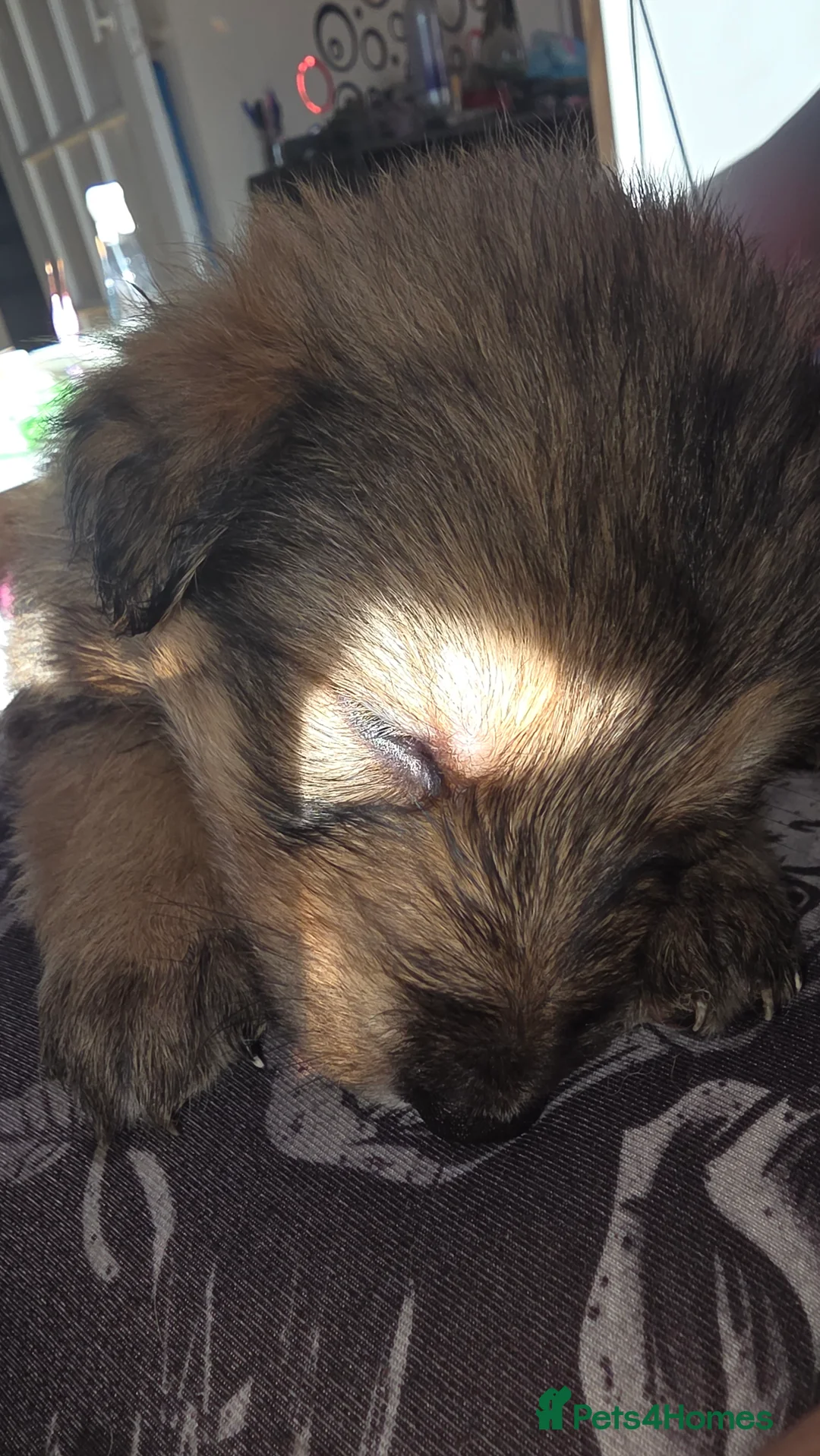 Mixed Breed dogs for sale: Shepkitas for sale - Advert 1