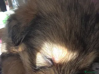 Mixed Breed dogs Shepkitas for sale - Advert 18