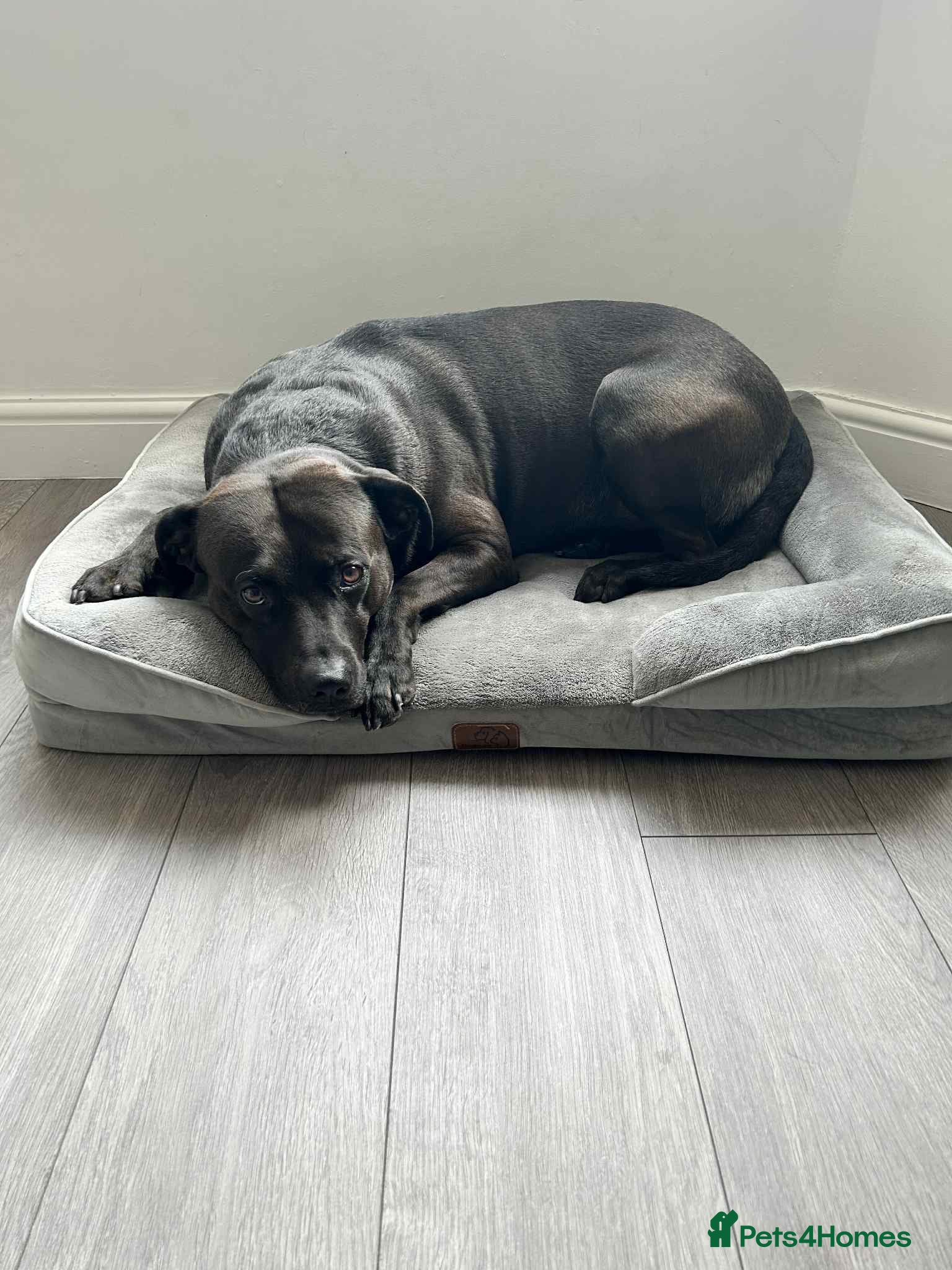 Mixed Breed dogs Dexter 6 year old Staffy/Lab Dog  - Advert 1