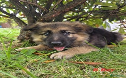 German Shepherd dogs for sale: Beautiful German shepherd puppies  - Image 17