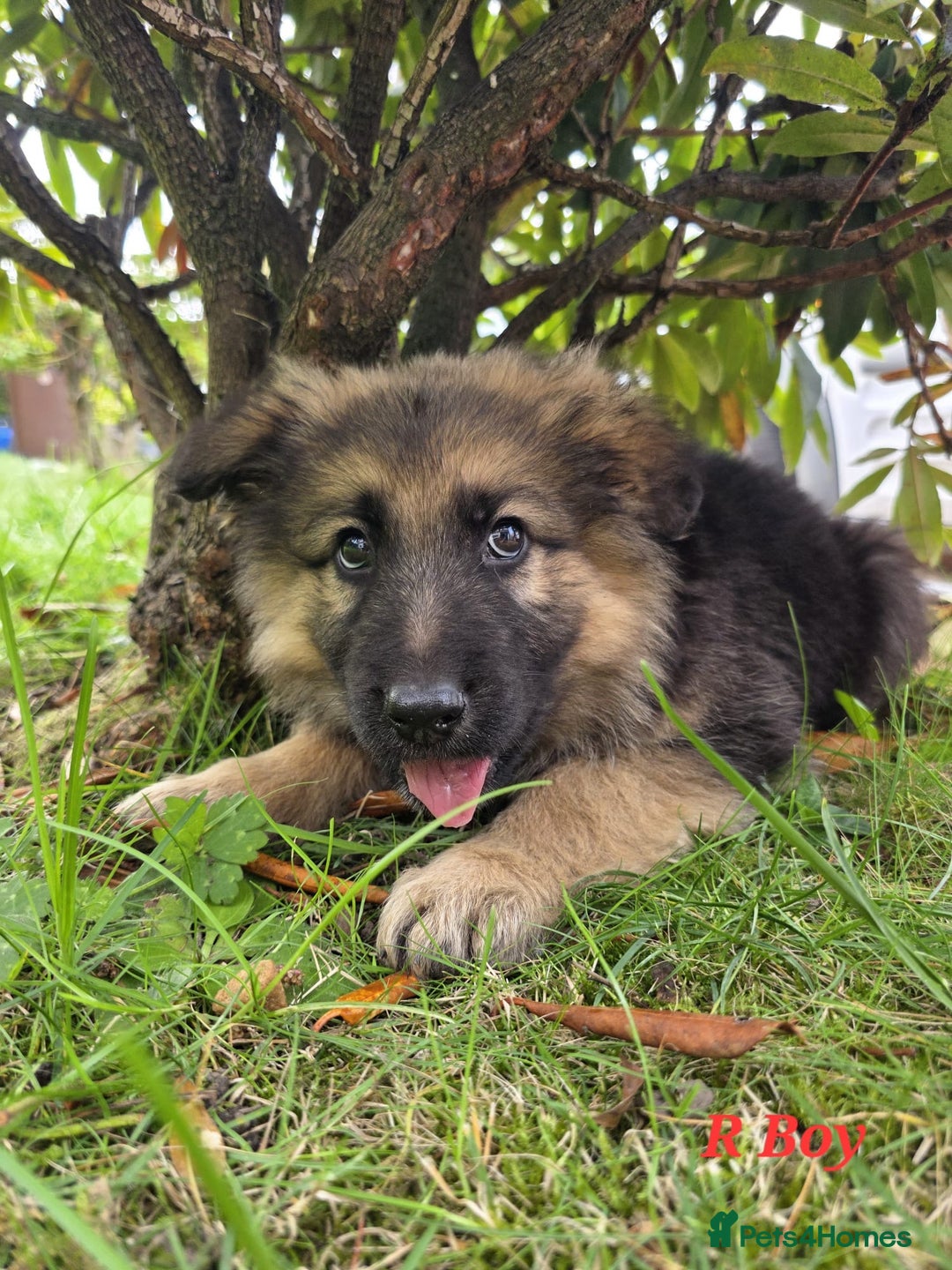 German Shepherd dogs for sale: Beautiful German shepherd puppies  - Image 17