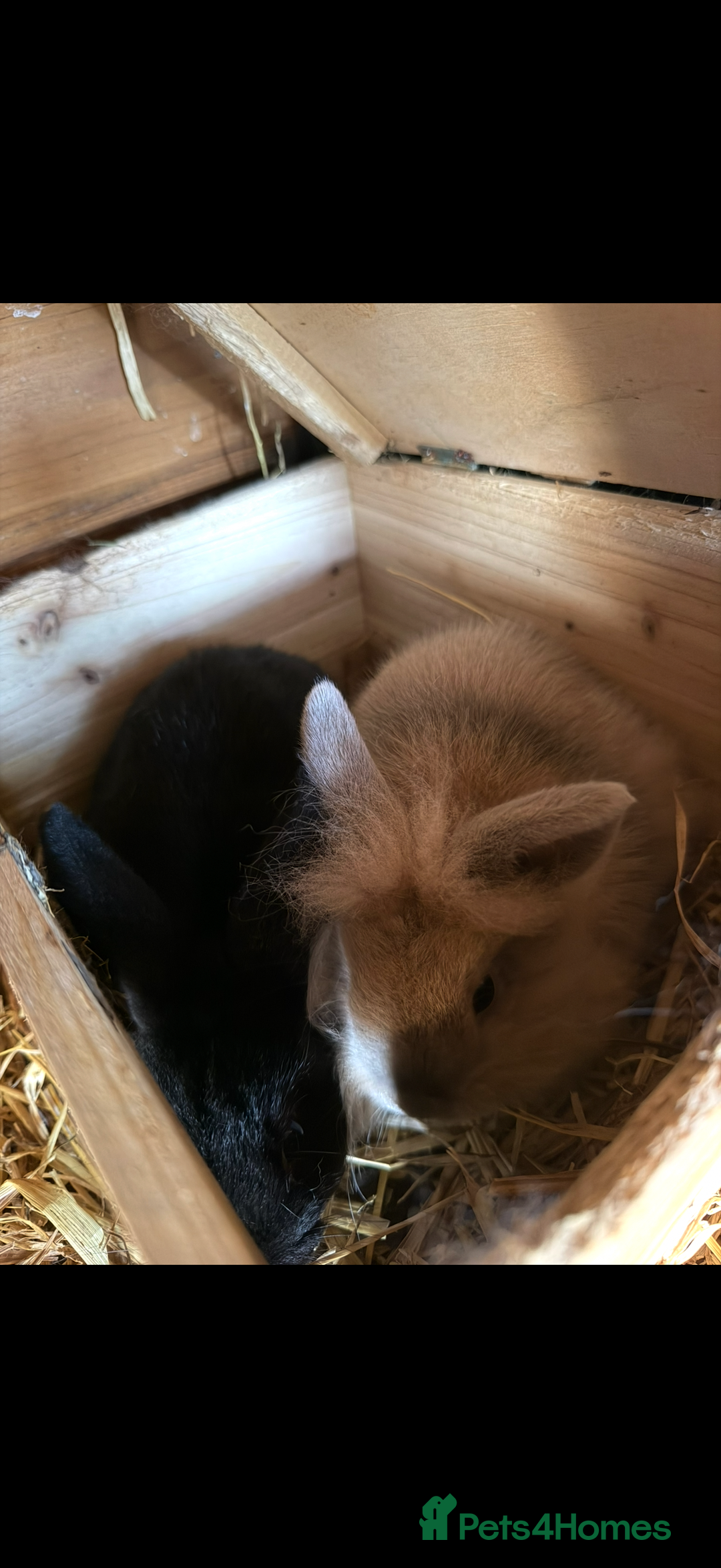 Mixed Breed rabbits for sale: Rabbits free  - Advert 4
