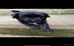 Border Collie dogs for sale: Border collie puppies  - Image 8