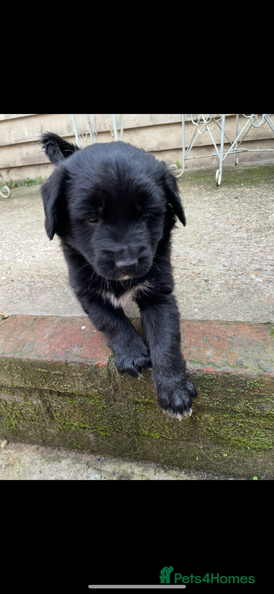 Border Collie dogs for sale: Border collie puppies  - Image 8