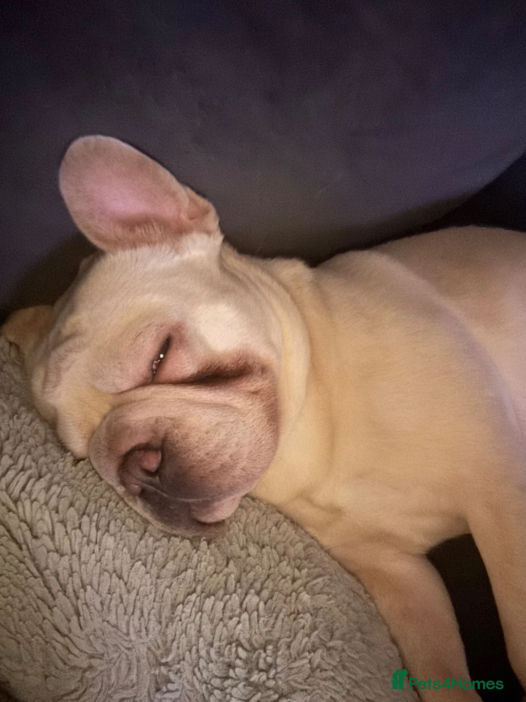 French Bulldog dogs for sale: Beautiful Bailey Needs A New Home - Advert 4