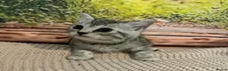 Bengal cats for sale: Bengal x British shorthair - Advert 11